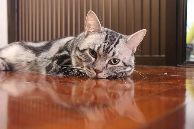 cat, animal, pet, honest feed, kitten