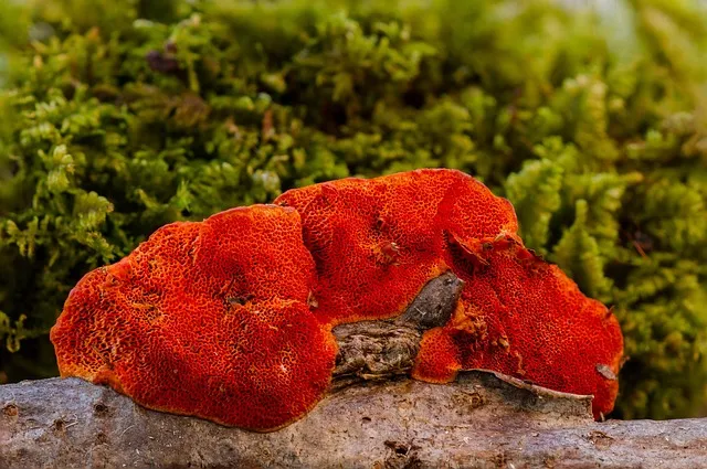 mushroom, sponge, reishi