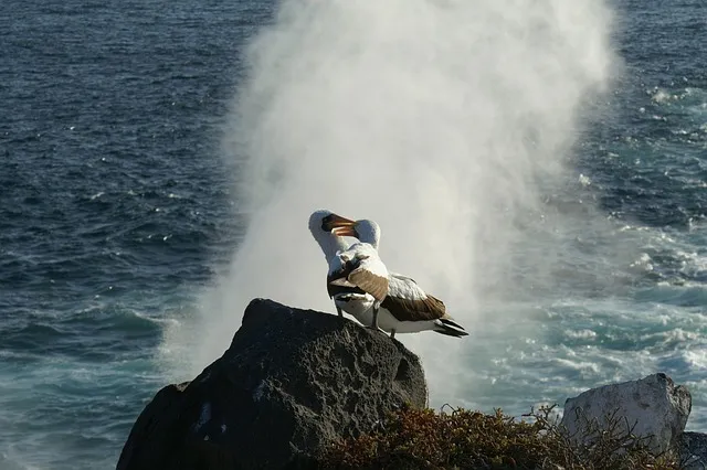 albatrosses, more, water, rock, bird, galapagos, nature, ecuador