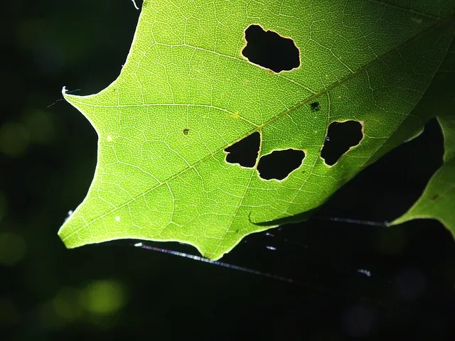 leaves, photosynthesis, chlorophyll, plants, caterpillars, sunlight, sun,