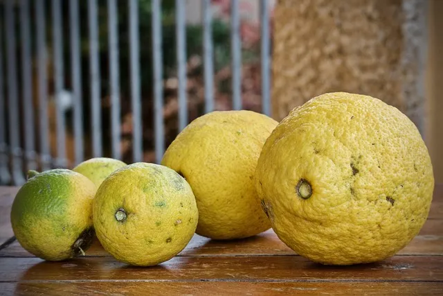lemon, citrus fruits, bio, sano, fresh, fruit, acid, yellow, natural,
