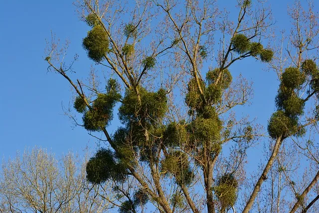 mistletoe, tree, parasitic, tree plant, parasite, nature, santalaceae, tree