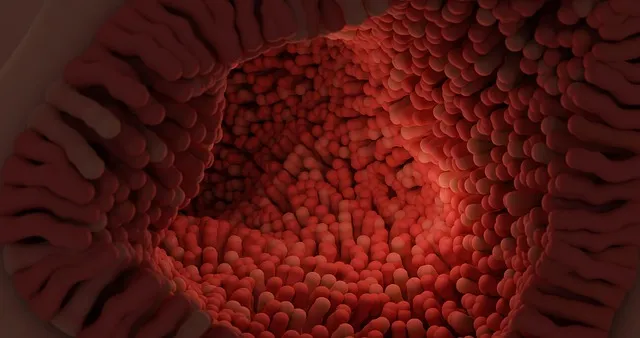 intestinal villi, villi, digestive system, anatomy, biology, science, human