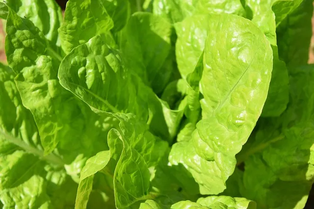 greens, spinach, food, healthy, fresh, organic, vegetarian, nutrition,