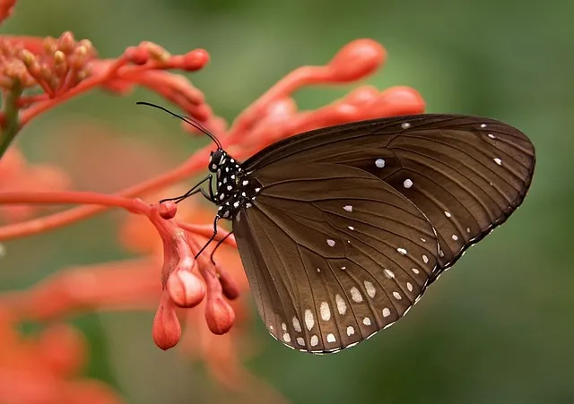 butterfly, insect, animal, striped core butterfly, common crow butterfly,