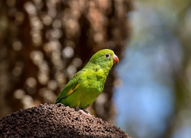 bird, parakeet, parrot, brotogeris jugularis, tovisittich, green, nature,