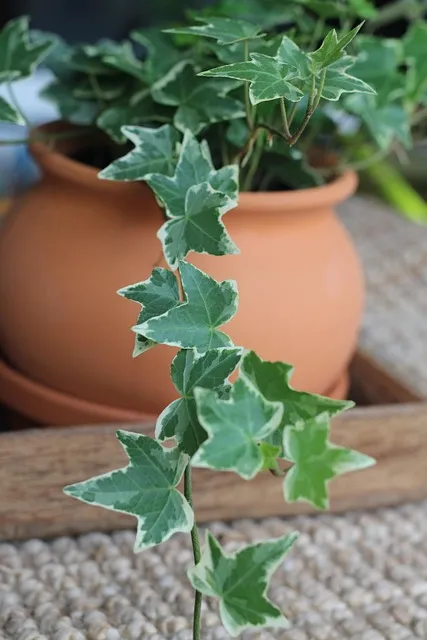 ivy, abstract, tree, leaf, wipes, air purification plants, air purification,