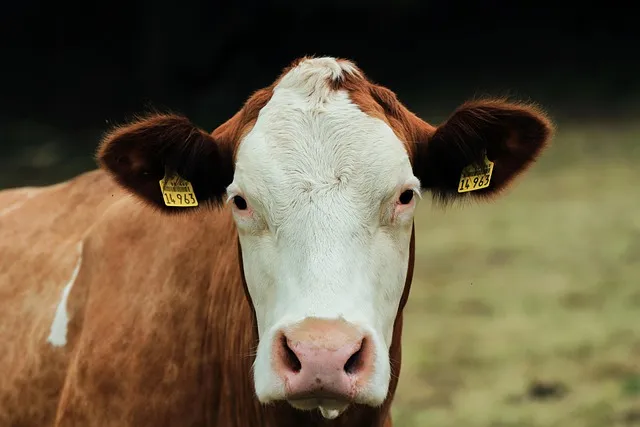 dairy cattle, pasture, cow, nature, allgäu, animal, agriculture, bovine,