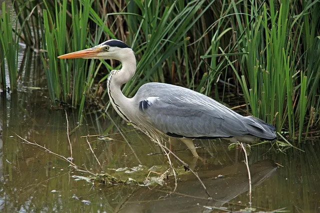 grey heron, heron, beak, intervention, grey heron, heron, heron, heron,