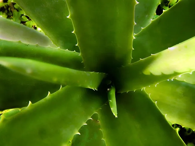 aloe, aloe vera, medicinal plant, iodine, nature, green, thorns, succulent