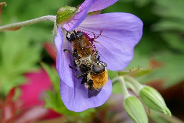 bees, bees love, love, pairing, sexual act, bees, bees, bees, bees, bees,