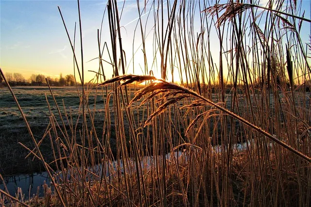reed, sunrise, across, landscape, atmospheric, morgenstimmung, morning,