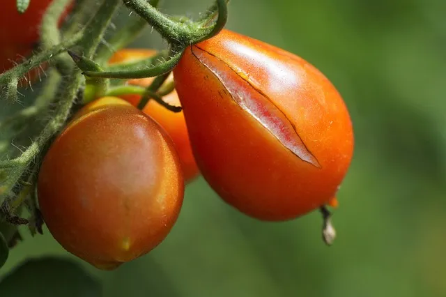 tomato, cracked tomato, crack, gardens, cultivation, reason, cause, fruit