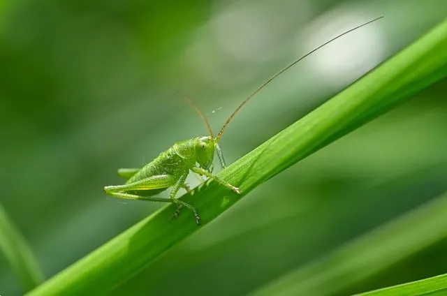 grasshopper, mantis, insect, green, grass, tentacles, go to, nature