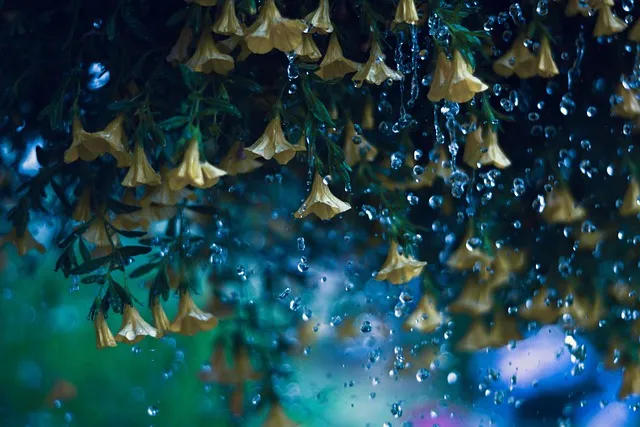 yellow bells, flowers, raindrops, beautiful flowers, flower background,