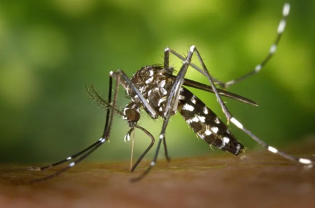 mosquito, nature, insect, mosquito bite, blood sucker, blood sucking, tiger