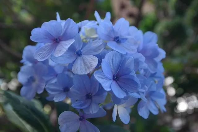 garden, hormonal plant, lavender, blue, flower, gardening, nature, beautiful