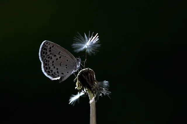 butterfly, inoculation, macro, stock photography, nature, insects, animals,