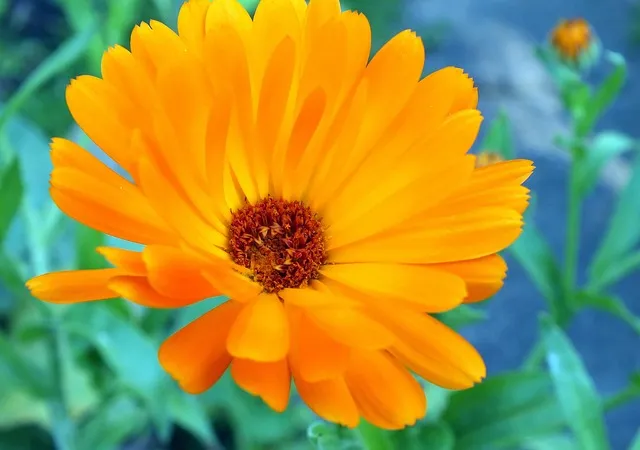 marigold, medicinal plant, calendula, orange blossom, petals, flavonoids,