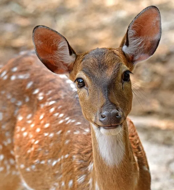 chital, deer, animal, mammal, nature, spotted deer, chital deer, axis deer,