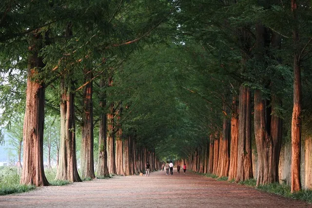 damyang, meta information inquiries your way, road, nature, forest,