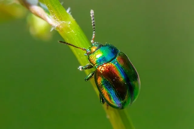 insects, beetle species, beetles, biological control, dead-nettle leaf
