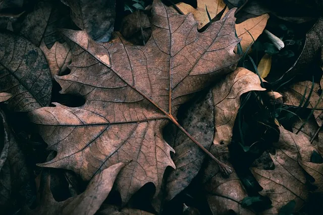 autumn, leaves, fall, dry leaves, dry, forest, forest floor, forest ground,