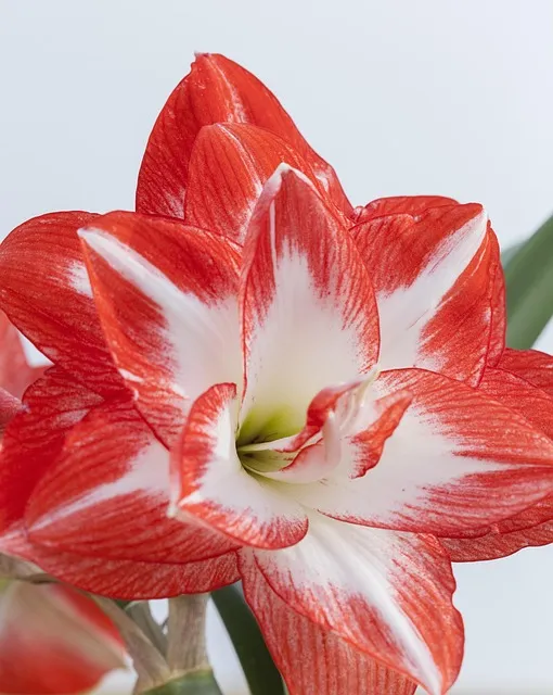 hippeastrum, it, known, as amarylis, hippeastrum, hippeastrum, hippeastrum,