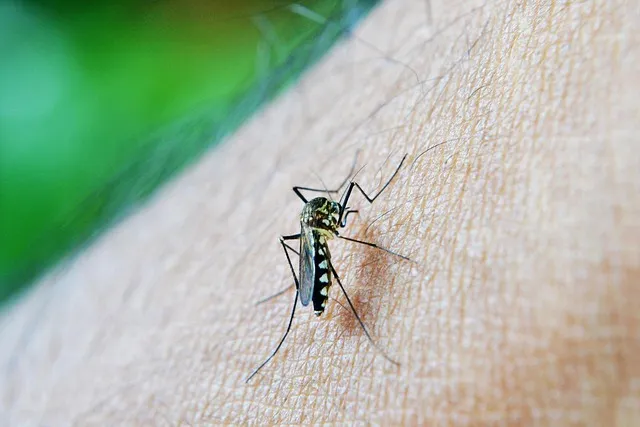 mosquito, bite, decease, dengue, malaria, sri lanka, mawanella, ceylon,