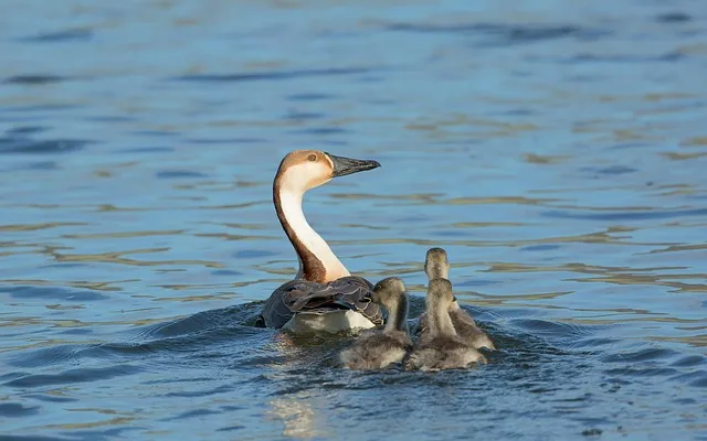 site camera gun, mother and children, june, selenium up the river, bogart