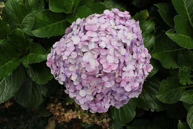 colored hydrangea, colorful flower, nature, natural, on the greyhound,