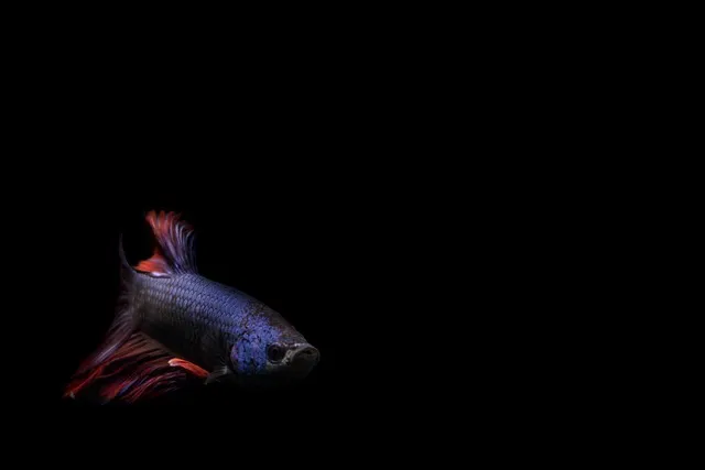 fish, beta, marine, nature, species, sea, ocean, animal