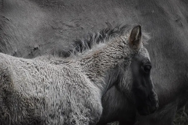 foal, wild horses, free living, zoo, herd, tarpan, breeding, young horse,