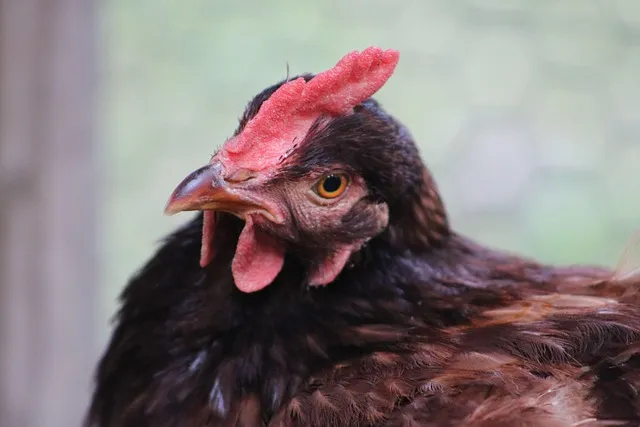 listen, consider, chicken, farm, thoughtful, considering, listening,