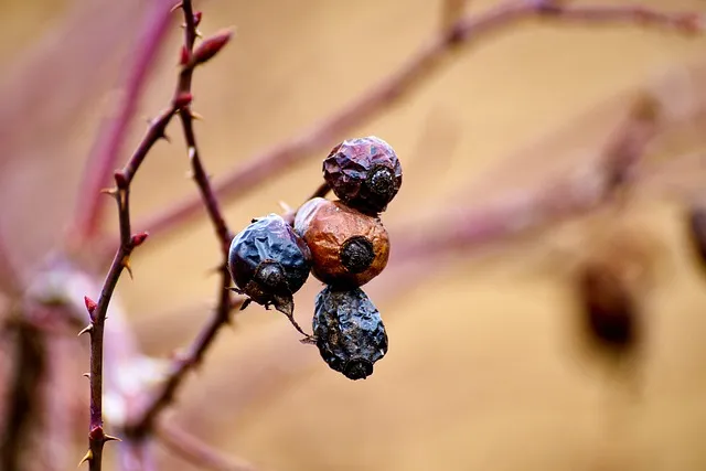 nature, plants, fall, berry, macro, environment, flora, aging, to die, dry