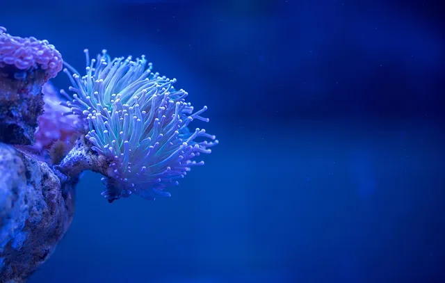 coral, polyp, aquarium, coral, coral, coral, coral, coral