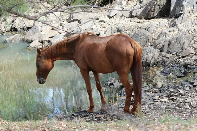 horse, waterhole, rural, farming, drinking, nature, natural, refreshment,