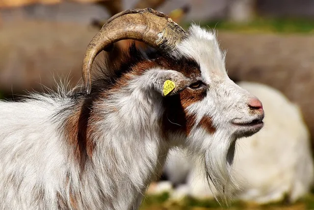 billy goat, goats, animal, farm yard, good aiderbichl, sanctuary, satisfied,