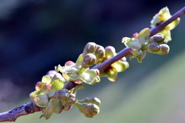 cherry, cherry branch, branch, blossoms, flowers approaches, bud, fruit