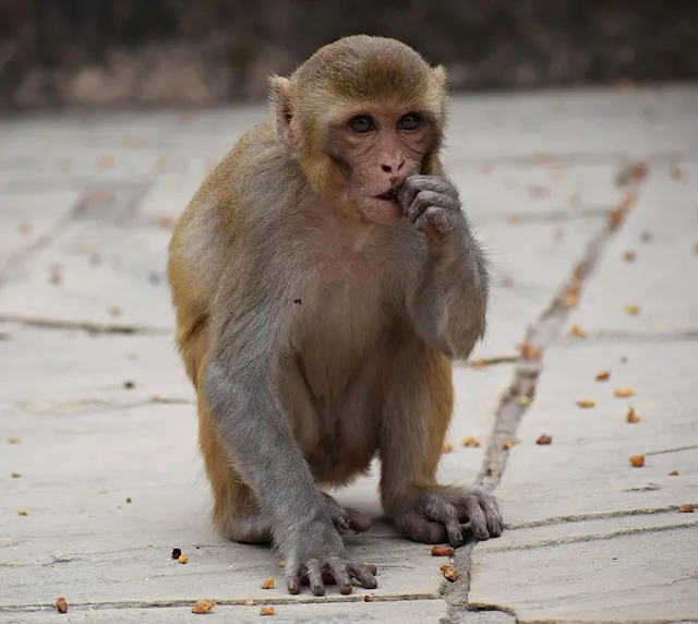 monkey, eating, animal, eat, natural, cute, travel, lemur, sweet, nature,