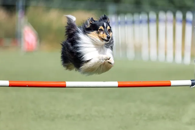 dog, active, activities, nature, activity, delightful, flexible, dexterity,