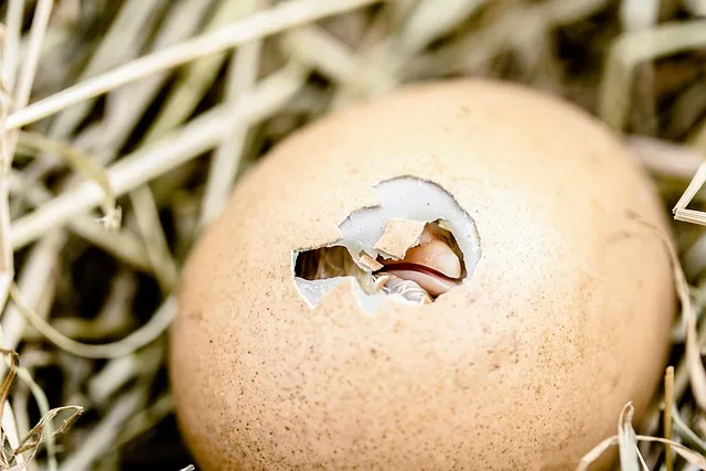 The Reflection Process: How to Squeeze Every Drop of Wisdom From a Failure