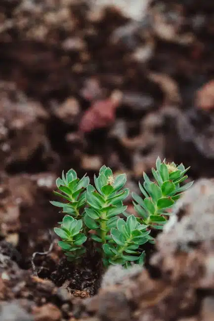 WHAT IS RHODIOLA?