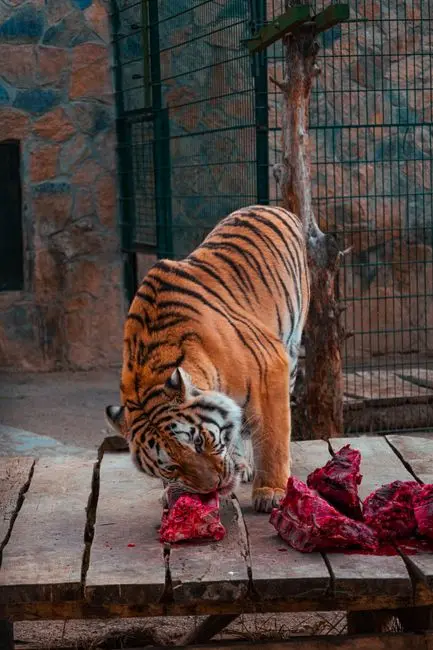 WHAT IS CARNIVORE?