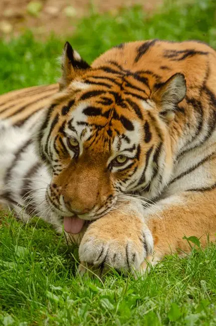 WHAT IS WAKING THE TIGER?