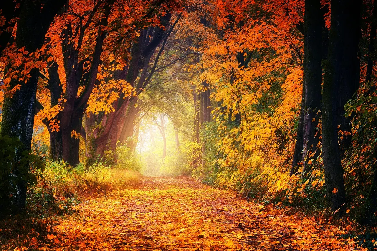 Hammock quiet forest